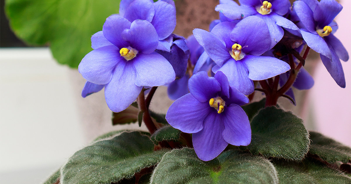 African Violet plant